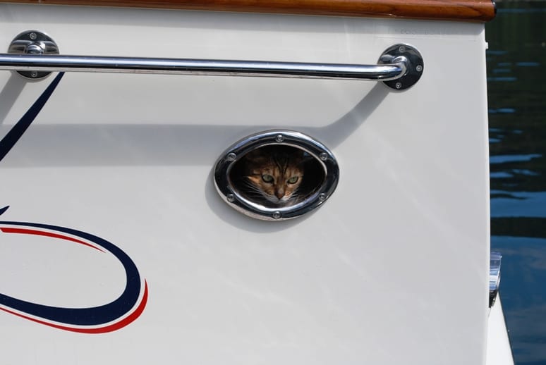 ZuZu in one of her cuter poses, watches through her hidey-hole at what’s going on around the dock.