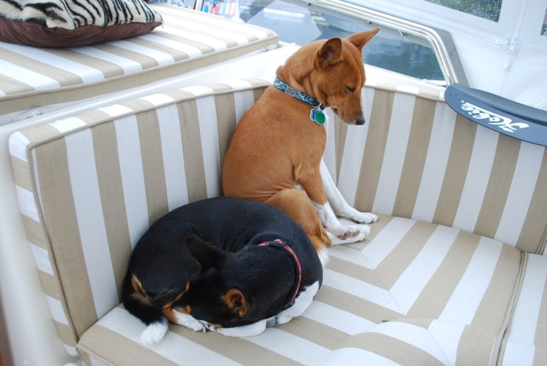 Gator and Raz don’t mind the rain. The enclosed fly bridge is still warm and cozy – a great place to curl up for a snooze.