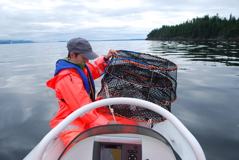Getting the prawn traps ready for a soak