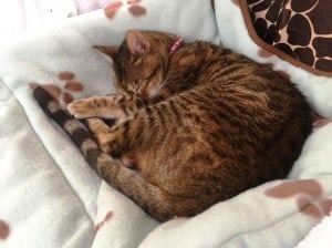 blog photo 2019-4 zuzu sleeping in fc helm chair 6-17-19 img_4240
